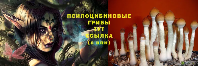 Псилоцибиновые грибы Magic Shrooms  Бор 